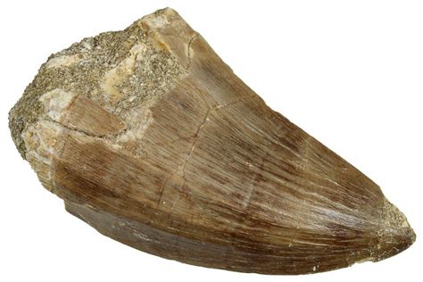 2 35 Fossil Mosasaur Mosasaurus Tooth Morocco 261849 For Sale