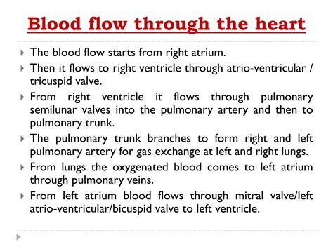 Heart Anatomy Pdfpdf