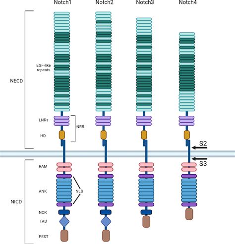 Frontiers Role Of Notch Pathway In Mature B Cell Malignancies