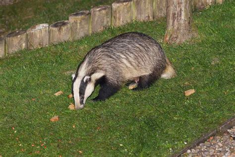 Eurasian Badger: 110 European Badger Profile Fun Facts - Mammal Age