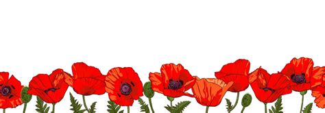 Horizontal seamless border with hand drawn red poppy flowers isolated ...