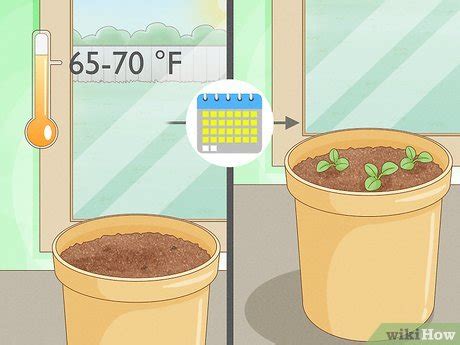 Ways To Plant Forget Me Not Seeds Wikihow