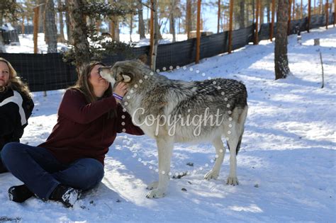 Colorado Wolf & Wildlife Center | 1.16.24 11AM VIP Orenda and Isha