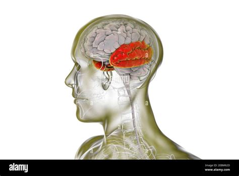 human brain  highlighted temporal lobe illustration stock photo