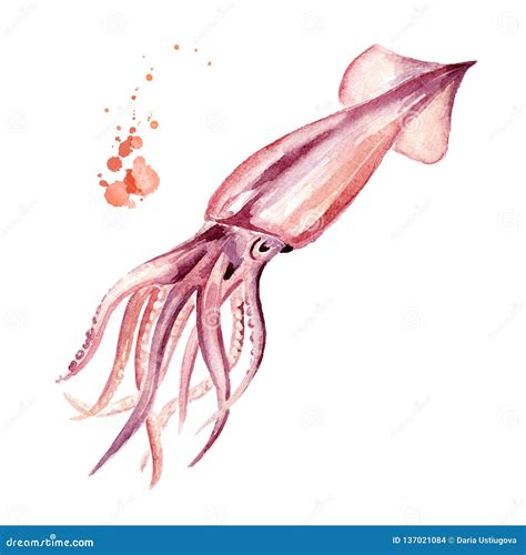 Fresh Squid Seafood Watercolor Hand Drawn Illustration Isolated On White Background Stock