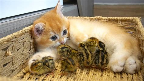 The Kitten Is A Qualified Mother Of Newborn Birds Baby Kitten Take