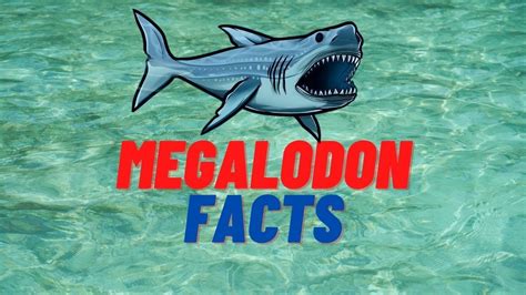 Megalodon Facts Youtube