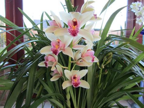 Cymbidium Care How To Care For Your Cymbidium Orchids