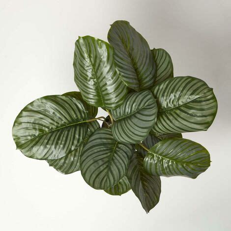 Homescapes K Nstliche Calathea Pflanze Im Topf Korbmarante Cm