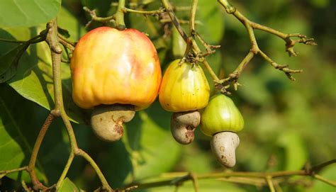 Agro Agrosénégal Exports Sarl