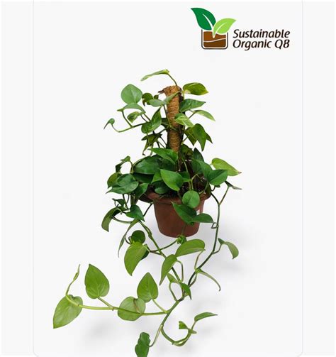 Money Plant - Sustainable Organic Q8