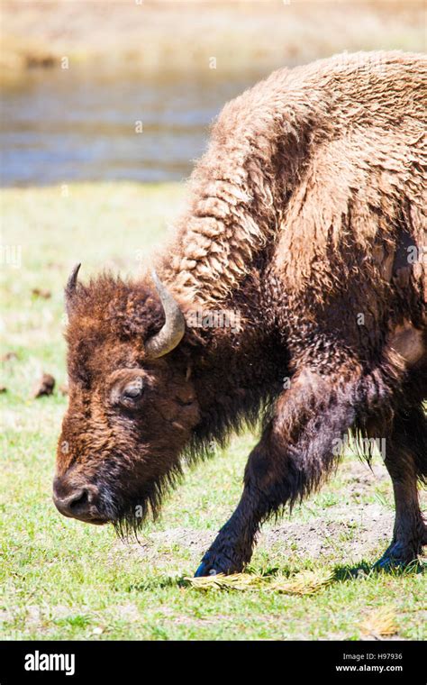 Male Buffalo Hi Res Stock Photography And Images Alamy