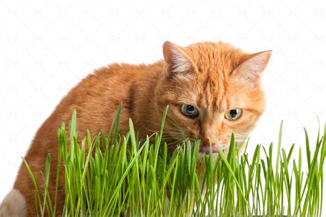 Ginger Cat Eating Grass - Stock Photos | Motion Array