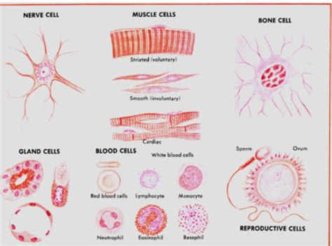 Chapter 2- Cells Flashcards | Quizlet 