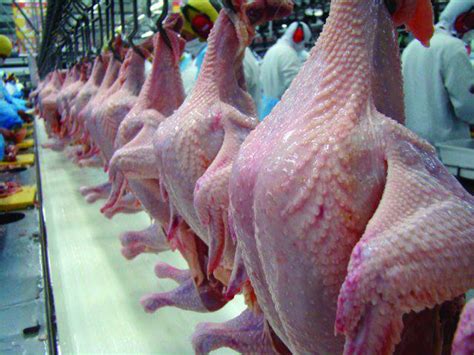 Brasil Exporta 418 2 Mil Toneladas De Carne De Frango Em Abril