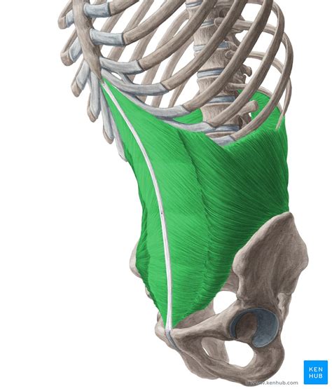 Musculus Transversus Abdominis Anatomie And Funktion Kenhub Porn Sex