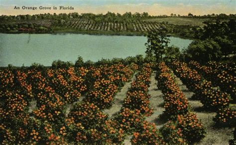 Florida Memory An Orange Grove In Florida