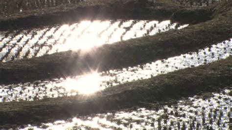 Oyama Senmaida Rice Terraces Videos and HD Footage - Getty Images