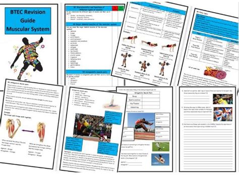 Btec Sport L3 Unit 1 Complete Anatomy And Physiology Revision Notes Guides Teaching Resources