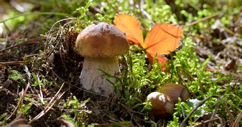 Conseils Pour R Ussir Sa Cueillette De Champignons