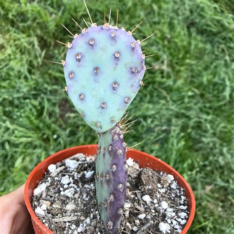 Opuntia Santa Rita Baby 4 Rare Purple Live Dwarf Cactus For Outdoor