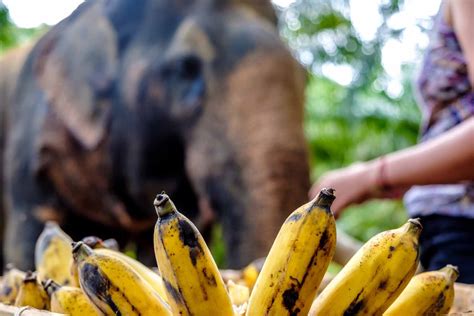 Thai elephant - your guide to the best Khao Sok elephant sanctuary