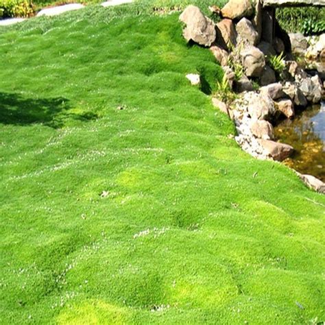 Shade Moss Ground Cover - Etsy