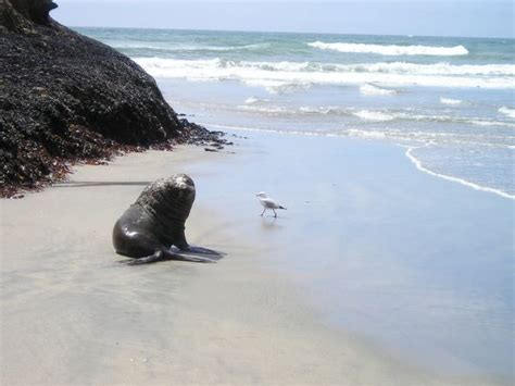 Free Images Beach Sea Coast Water Nature Sand Ocean Shore