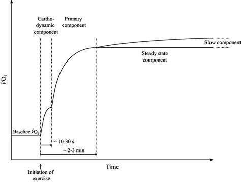 Schematic Representation Of The Phases Of The Oxygen Uptake Response