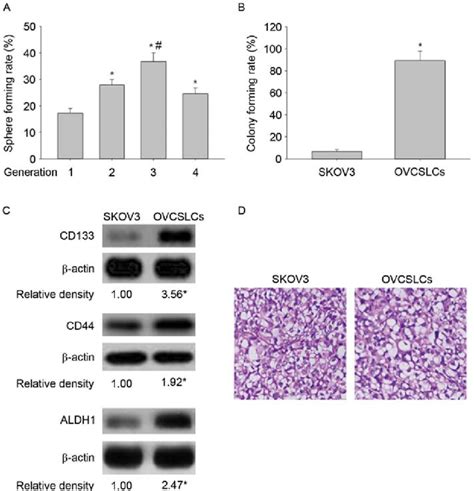 Spheroids Display The Properties Of Ovcslcs In Skov3 Cells A