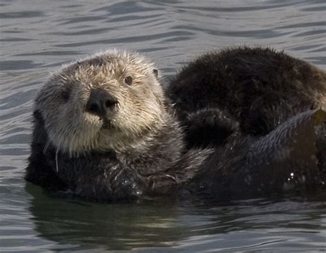 Filesea Otter Cropped Wikipedia