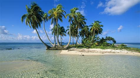 Green Leafed Coconut Trees Nature Landscape Sea Beach Hd Wallpaper