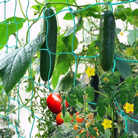 Rete Da Giardino M Rete Per Cetrioli Rampicanti Rete Ottimale Per