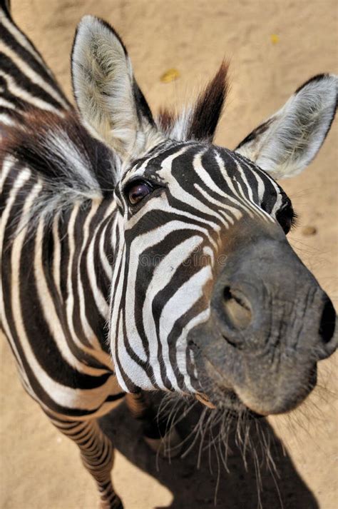 Happy Zebra Stock Image Image Of Bathing Dust Care 1962943