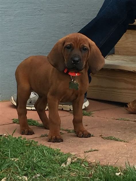 Redbone Coonhound Copper Coonhound Puppy Red Bone Coonhound Puppies