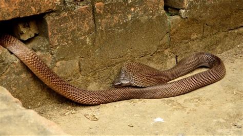 देखिए बहुत ही अद्भुत कोबरा इस घर में Amazing Cobra Vs Sand Boa Snake