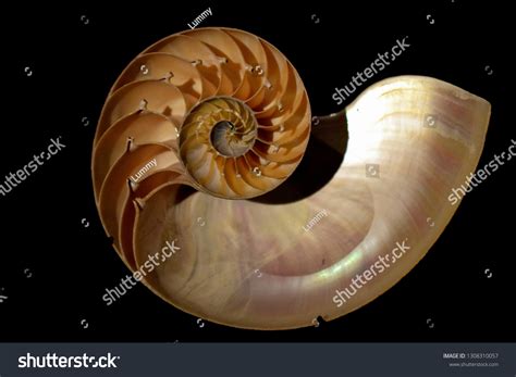cross section shell stock photo  shutterstock