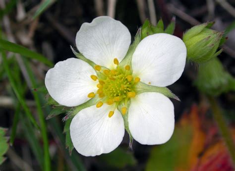 Door To Nature Wild Strawberries Door County Pulse