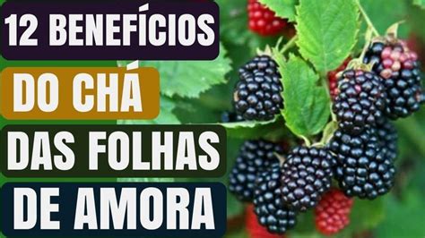 12 Benefícios Do Chá Das Folhas De Amora Naturalmente Saudável