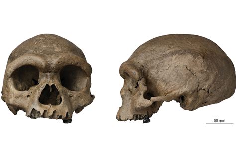 Homo Habilis Evolution