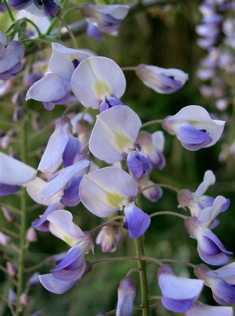 Japanese Wisteria Floribunda Flower Purple Ornamental Vine Climber 5 Seeds