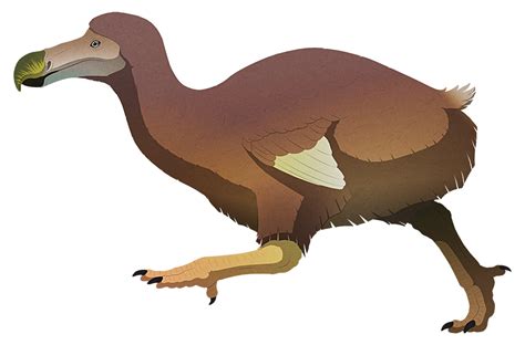 Dodo Dinosaur Wiki Fandom