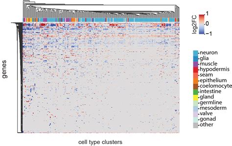 C Elegans Aging Atlas Calico Research