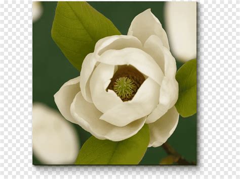 Louisiana State Flower Magnolia Facts | Best Flower Site