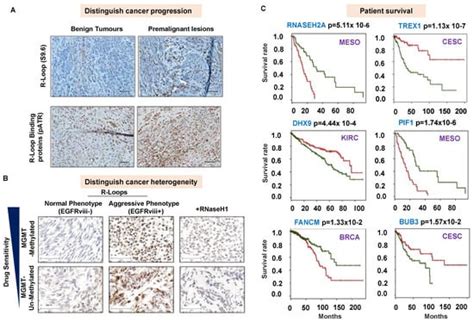 Genes Free Full Text Pathophysiological Role And Diagnostic