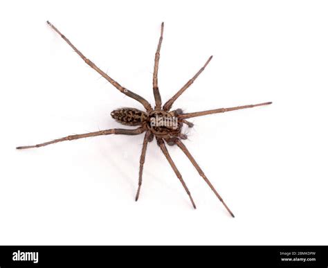 Hobo Spider Vs Giant House Spider