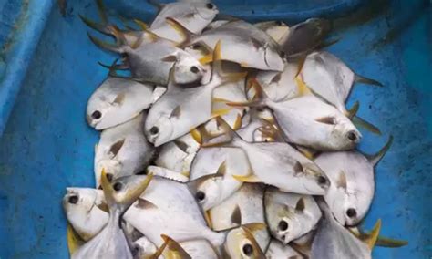 Pomfret Fish Seeds At Rs Piece Fish Seeds In Pune Id