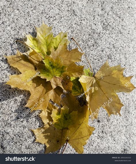 Set Autumn Leaves Maple Tree Leaves Stock Photo 2055143333 | Shutterstock