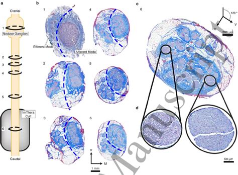 Histology From The Nodose Ganglion To The Level Of The Stimulating Cuff