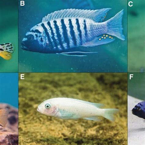 Coloration Phenotypes In Cichlid Fishes A Horizontal Stripe Patterns